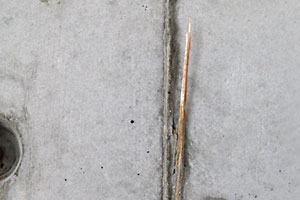 Inclusion of skin on plywood surface